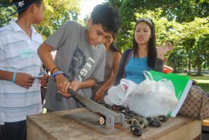 pili picking at haciendas de naga